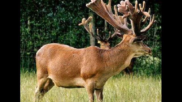 Жители леса смотреть онлайн