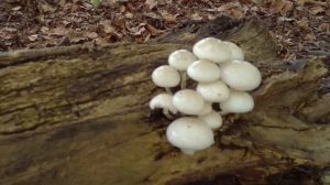 Porseleinzwammen in het bos bij Austerlitz