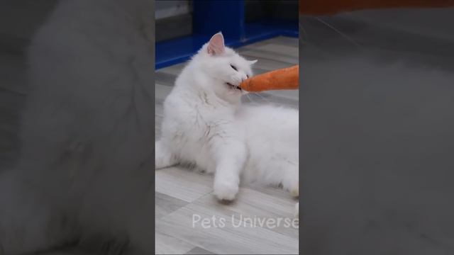 Ставь ЛАЙК если любишь котиков 💔😂 смотреть онлайн