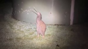 Если вдруг вы не знали, как кричит маленькая птичка киви — держите