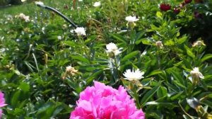 Пион GLORY HALLELUJAH