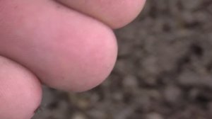 Коп по старине ищем монеты на распаханных старых дорогах с X-TERRA 705 В поисках золота и раритетов