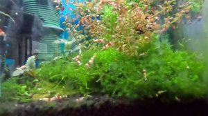 Аквариумные креветки кристаллы и синяя вишня живут вместе