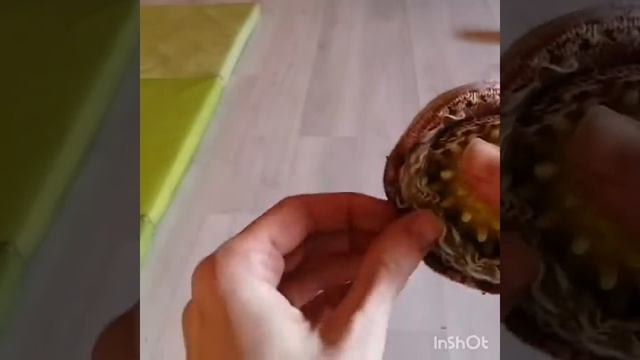 Как сделать мягкий мяч для массажа из мяча с шипами