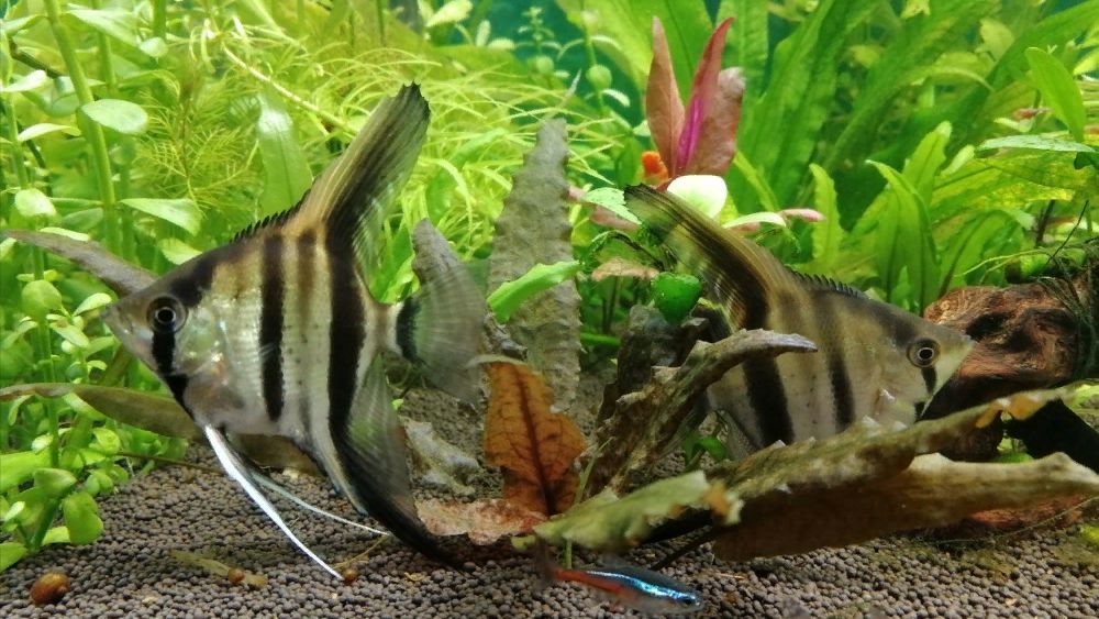 Виды аквариумных фильтров, какой лучше? #nik_72 смотреть онлайн