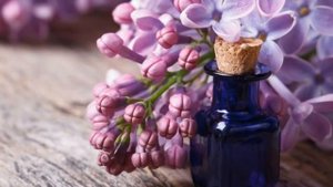 МАСЛО ИЗ ЦВЕТОВ СИРЕНИ. Делаем сиреневое масло. Рецепт.