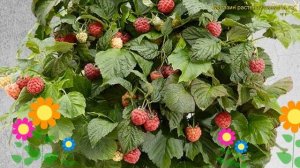 Малина карликовая Бон Бон Берри Ямми. Краткий обзор, описание rubus idaeus BonBonBerry Yummy