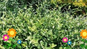 Ива ползучая Грин Карпет. Краткий обзор, описание характеристик salix repens Green Carpet