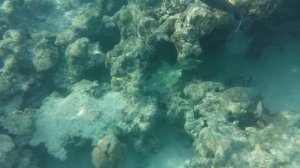 Египет. Подводный мир бухты отеля Sentido Reef Oasis Senses Resort,маленький скат)