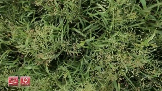 Косилка роторная прицепная с плющилкой Berkut смотреть онлайн