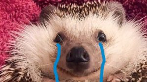 Я не человек и не горошек я ёжек.