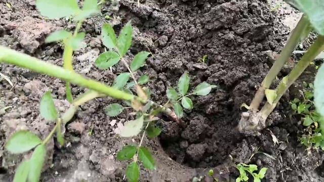 Как не спутать базальный побег и дичок у розы? смотреть онлайн