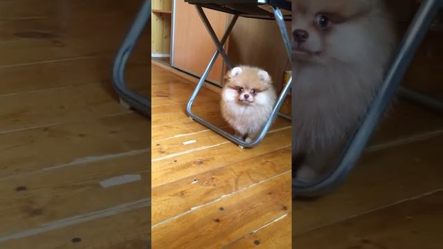 Безумно красивый малыш шпиц смотреть онлайн