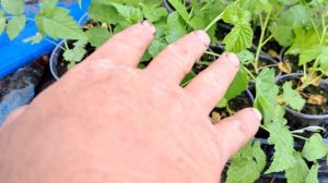 Высаживаем саженцы скрещенных сортов малины.