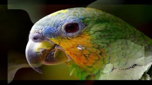 ТРИ СКАЗКИ ПОПУГАЯ / ИТАЛЬЯНСКИЕ СКАЗКИ ИЗ ЦИКЛА "ТРИ АПЕЛЬСИНА" / СЛУШАТЬ СКАЗКИ