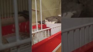 роды попугая кореллы 22.10.20