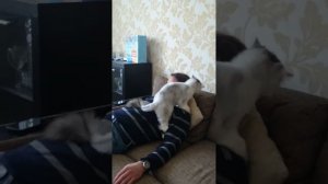 Кошачий массаж