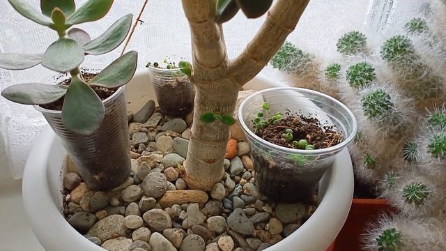 Обзор комнатных растений 2023 часть3 смотреть онлайн