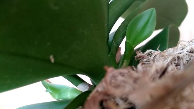 УВЛАЖНИ орхидеи в ЖАРУ! ПОЛИВ орхидеи ЛЕТОМ! ВОДА для орхидей ВОДЕ РОЗНЬ! РАЗГРУЗКА орхидей! смотреть онлайн