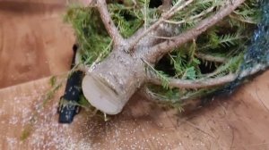 Как СОХРАНИТЬ живую ЕЛКУ дольше. Чтобы ёлка Не желтела и НЕ осыпалась.