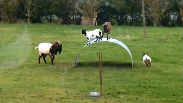 Летка Енка на пластике convert video online com смотреть онлайн