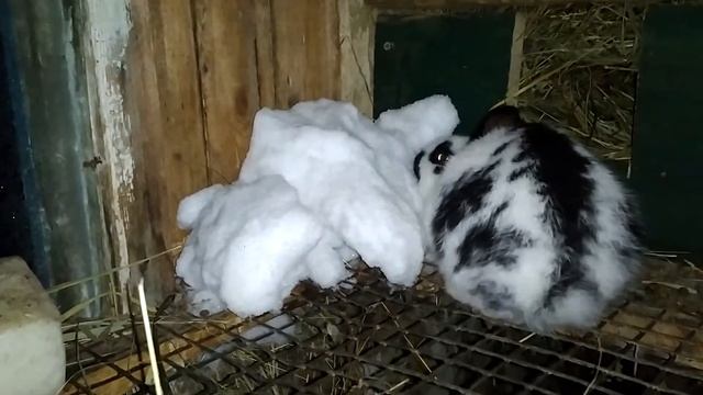 Кролик породы Немецкий пестрый великан(Строкач)