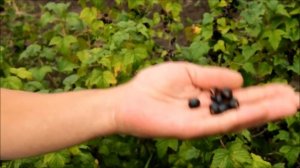 Чёрная смородина сибирские сорта Шушенский ГПЯСУ (Государстыенный плодово-ягодный соровой участок)