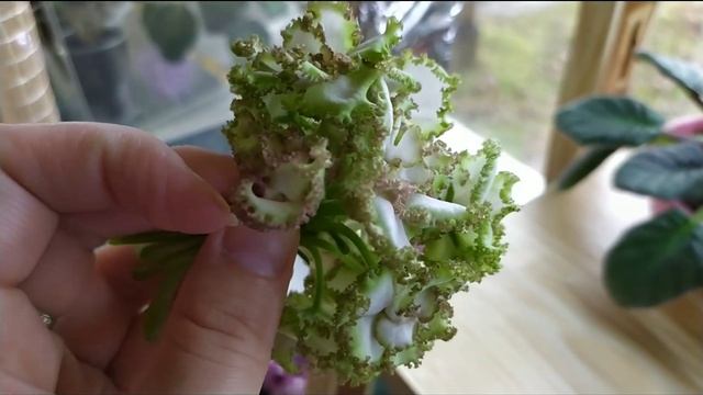 БУКЕТИК ОТ ФИАЛКИ ЯН- КАПРИЗ. смотреть онлайн