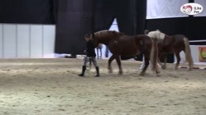ЛОШАДИ Советская тяжеловозная порода ЭКВИРОС 2016 на ilikepet