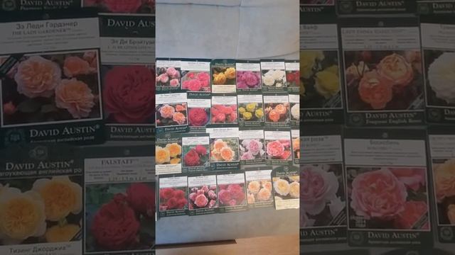 Рекомендую всем сажать розы Остина! смотреть онлайн