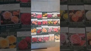 Рекомендую всем сажать розы Остина!