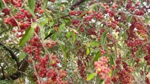 Такой ноябрь мне нравится. Поспевает Шефердия -облепиха красная. Интересный кустарник для сада.