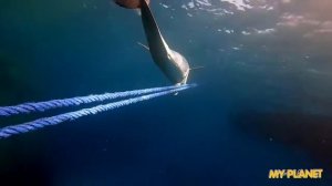 Игривый дельфин заигрывает с дайверами. Красоты Красного моря.