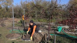 Малина: посадка в шину