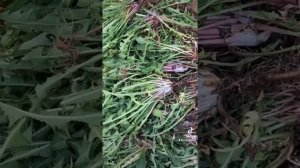 Делаем настойку на трех корнях от 999 болезней!