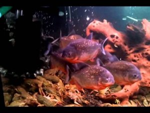 Что Будет Если Раков Закинуть к Пираньям