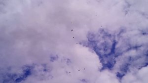 Бакинские голуби СПБ Rustamov Rafik