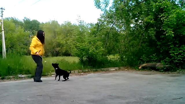 Фристайл собак 2013 тренинг смотреть онлайн