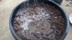 Как вырастить виноград в домашних условиях??? в 2023 году