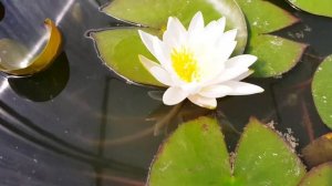 нимфея Marliacea Albida первое цветение (nymphaea Marliacea Albida)