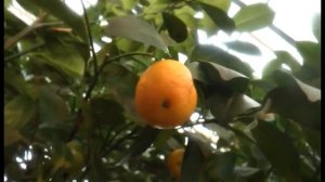 В ботаническом саду впервые за 60 лет плодоносит золотой мандарин