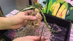 Суккуленты. Эуфорбия Стеллата (Euphorbia Stellata)