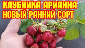 Клубника Арианна, новый ранний сорт