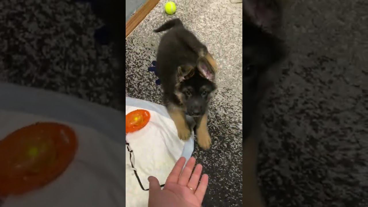 Щенок немецкой овчарки, команды сидеть, лежать, стоять смотреть онлайн