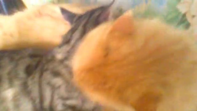 я тебя бум бум бум))) любящие коте смотреть онлайн