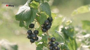 ДАЙТЕ СМОРОДИНЕ КРАХМАЛ И БУДЕТЕ СОБИРАТЬ УРОЖАЙ ВЕДРАМИ!! УХОД ЗА СМОРОДИНОЙ ВЕСНОЙ!