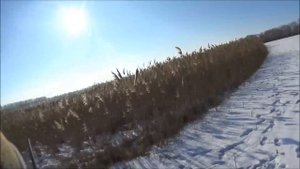 Охота на шакала в станице Староминской