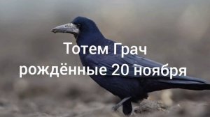 Тотем Грач рождённые 20 ноября