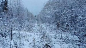 Лось на гону, но такое в первый раз за пять лет