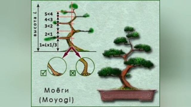 Ниваки из сосны обыкновенной своими руками схема и описание